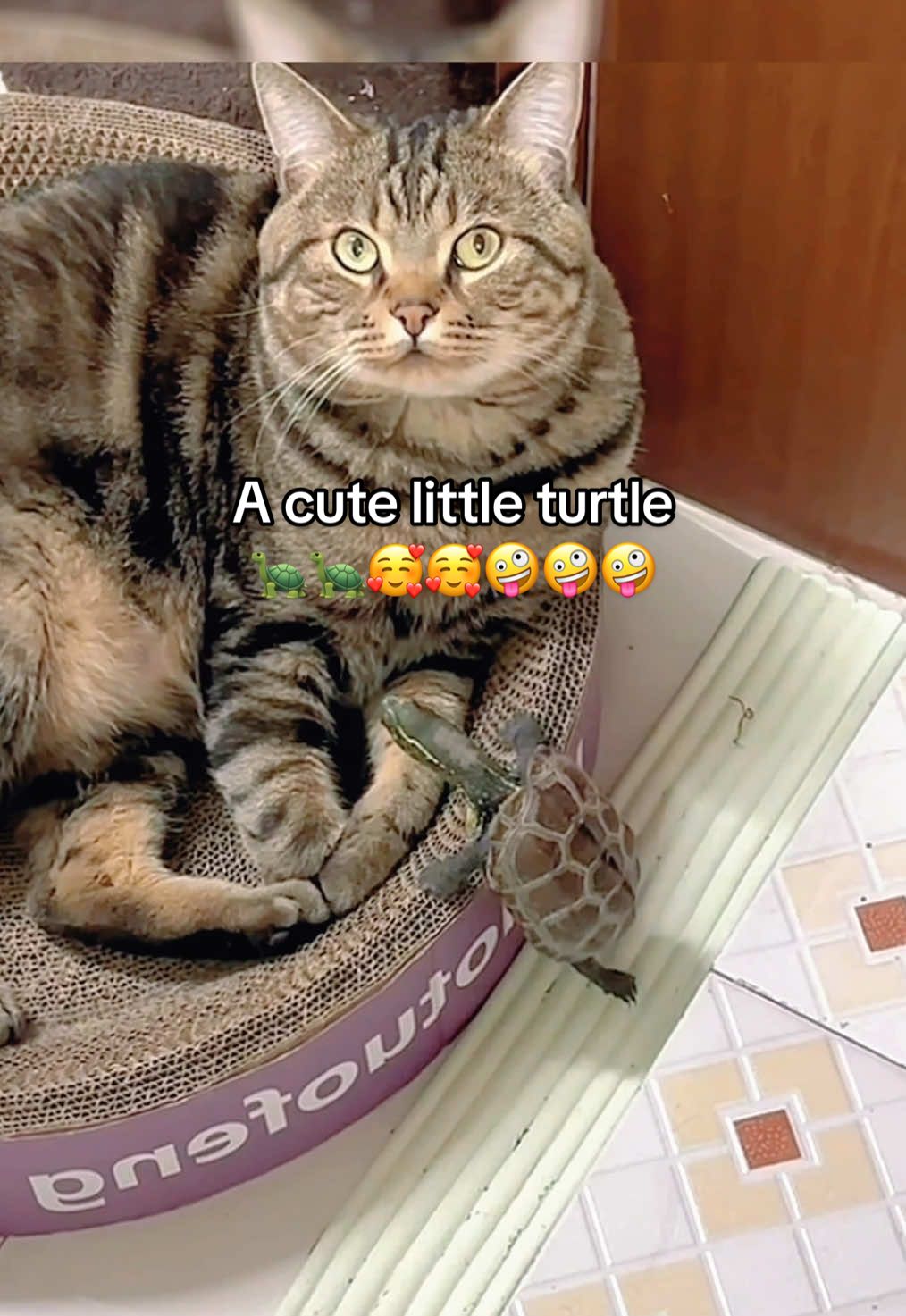 @Mr. Turtle