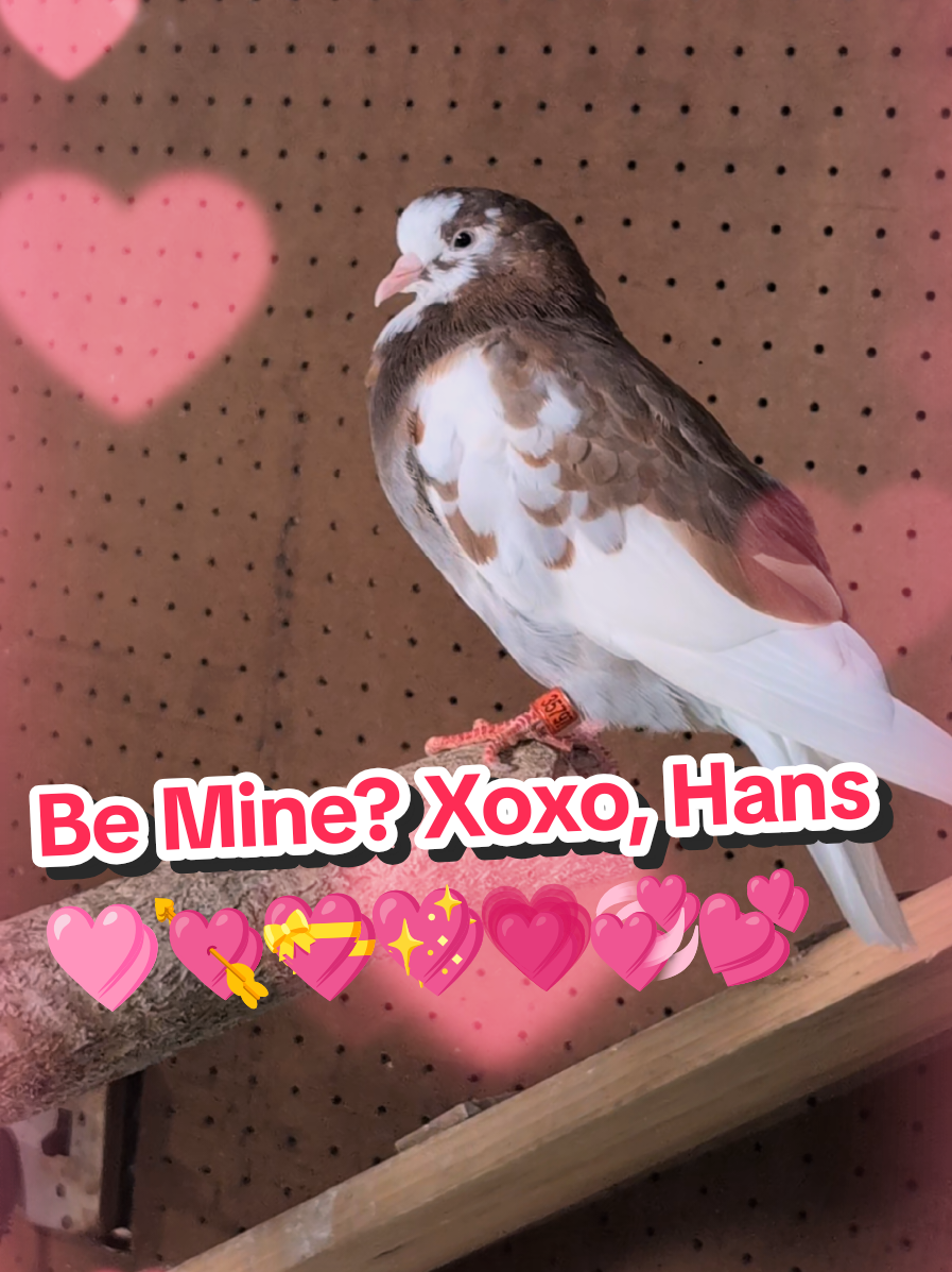 @Pigeons for Miles 🕊️