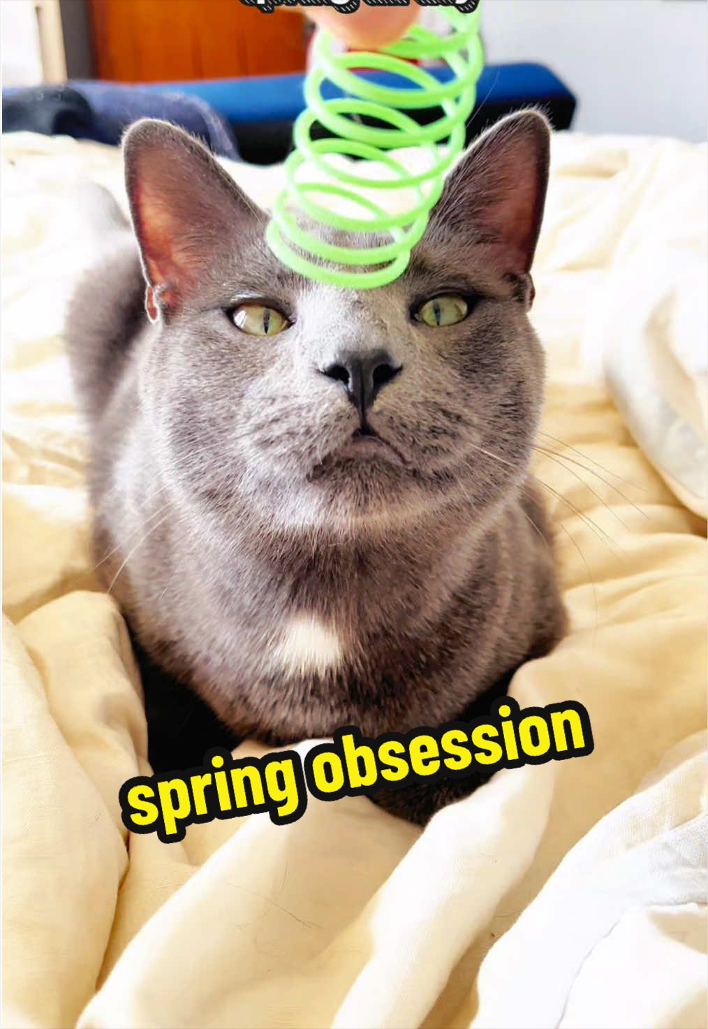 @NermalTCat
