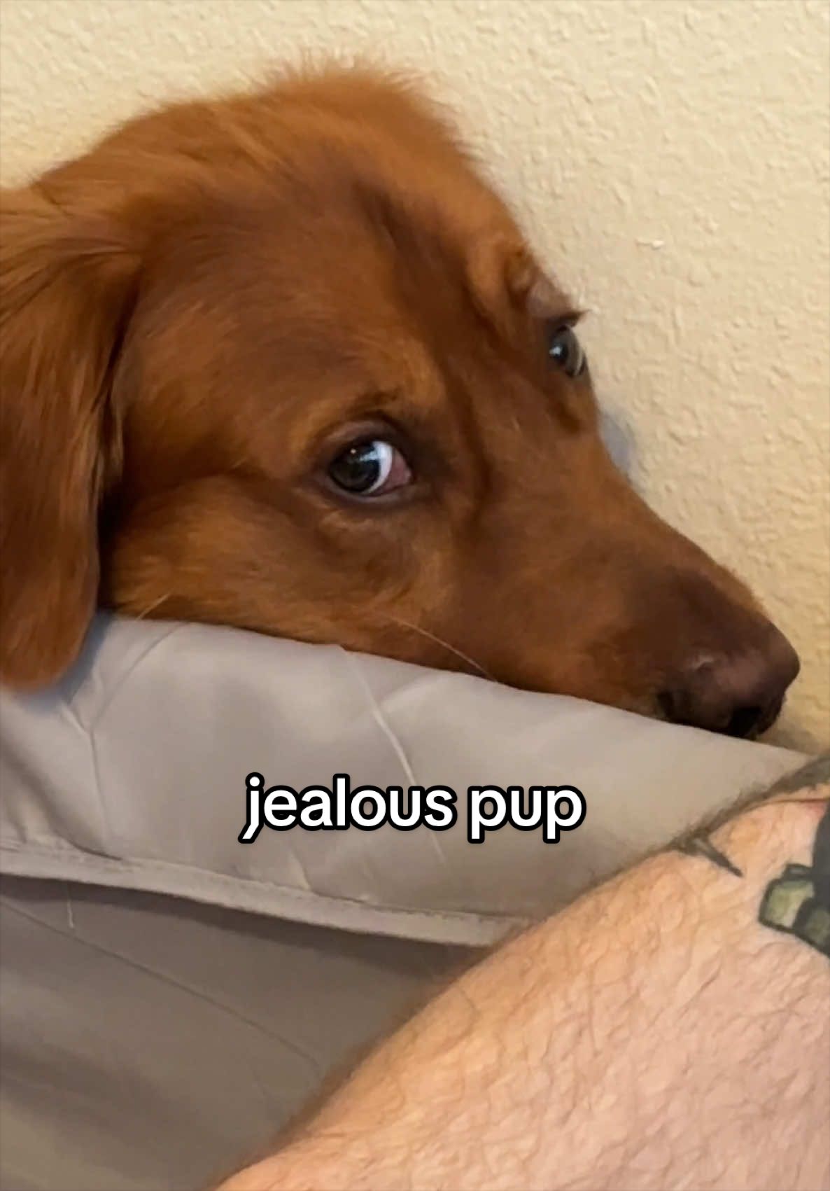 @Winston the Golden Pup 🍯