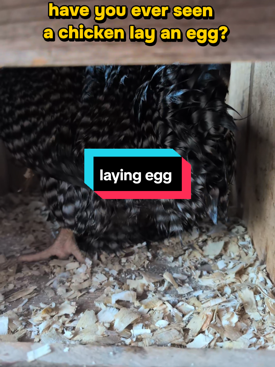 @Chickens & Bullies