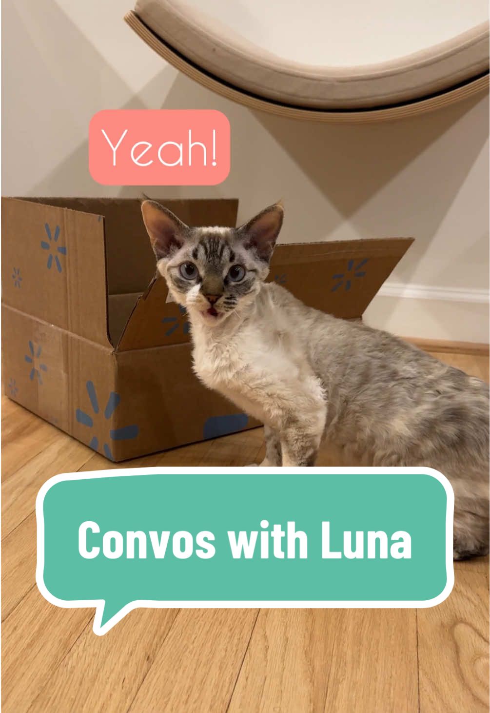 @Boba&rsquo;s Buds Minskin Cats