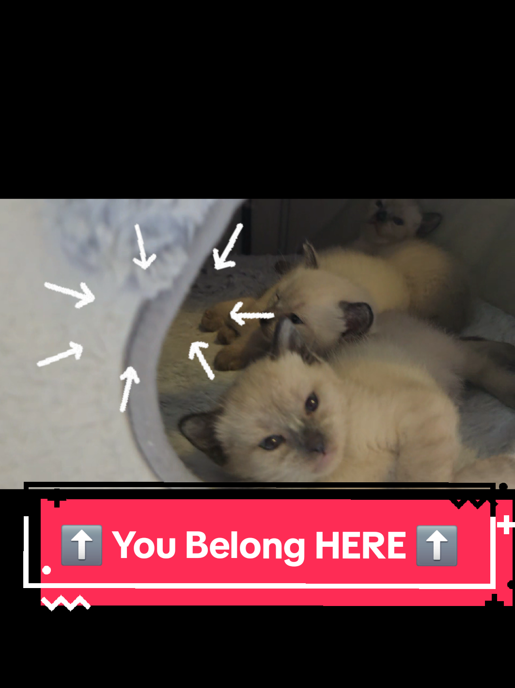 @Brittany Beauties Kittens