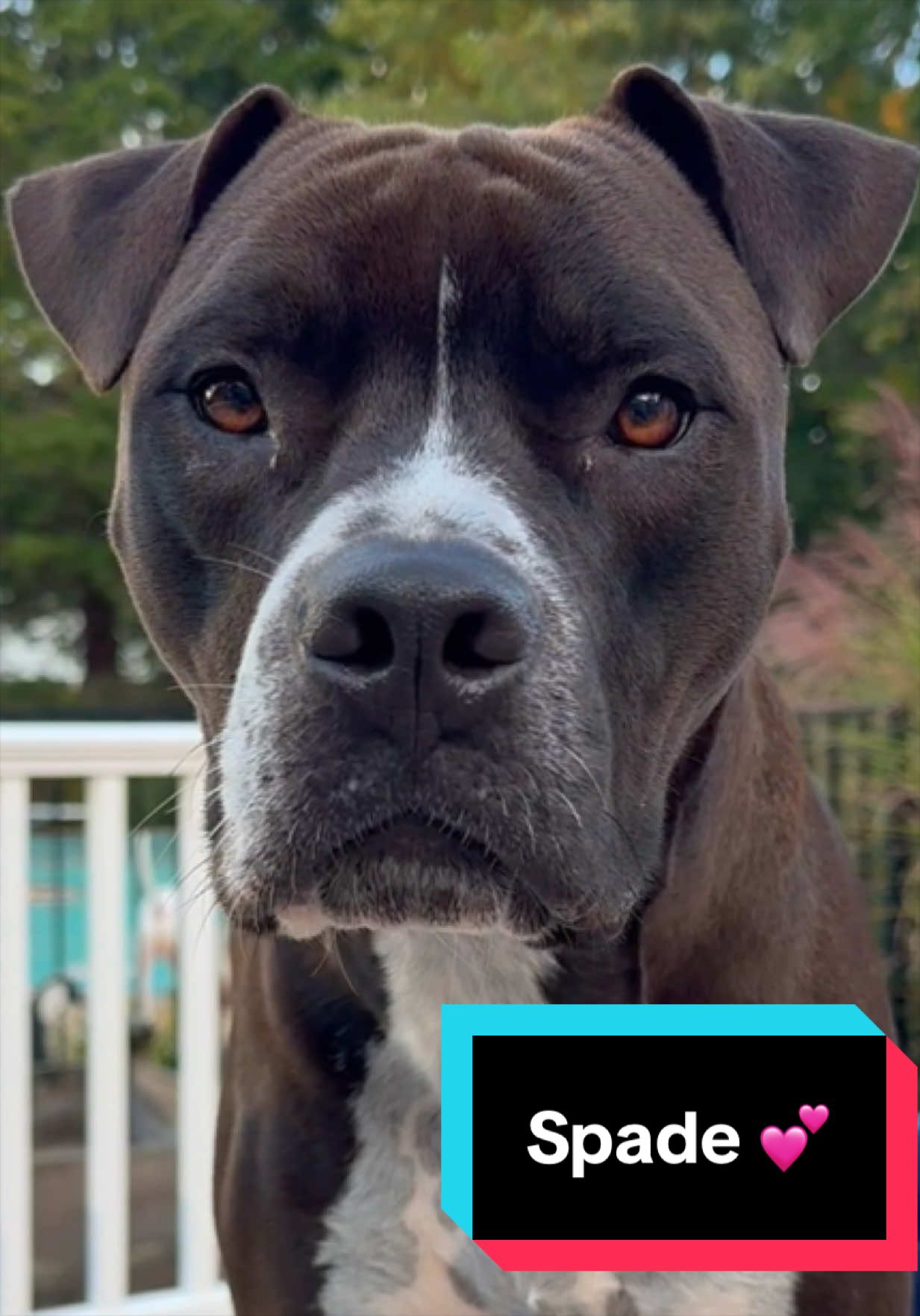 @Joyful Pets