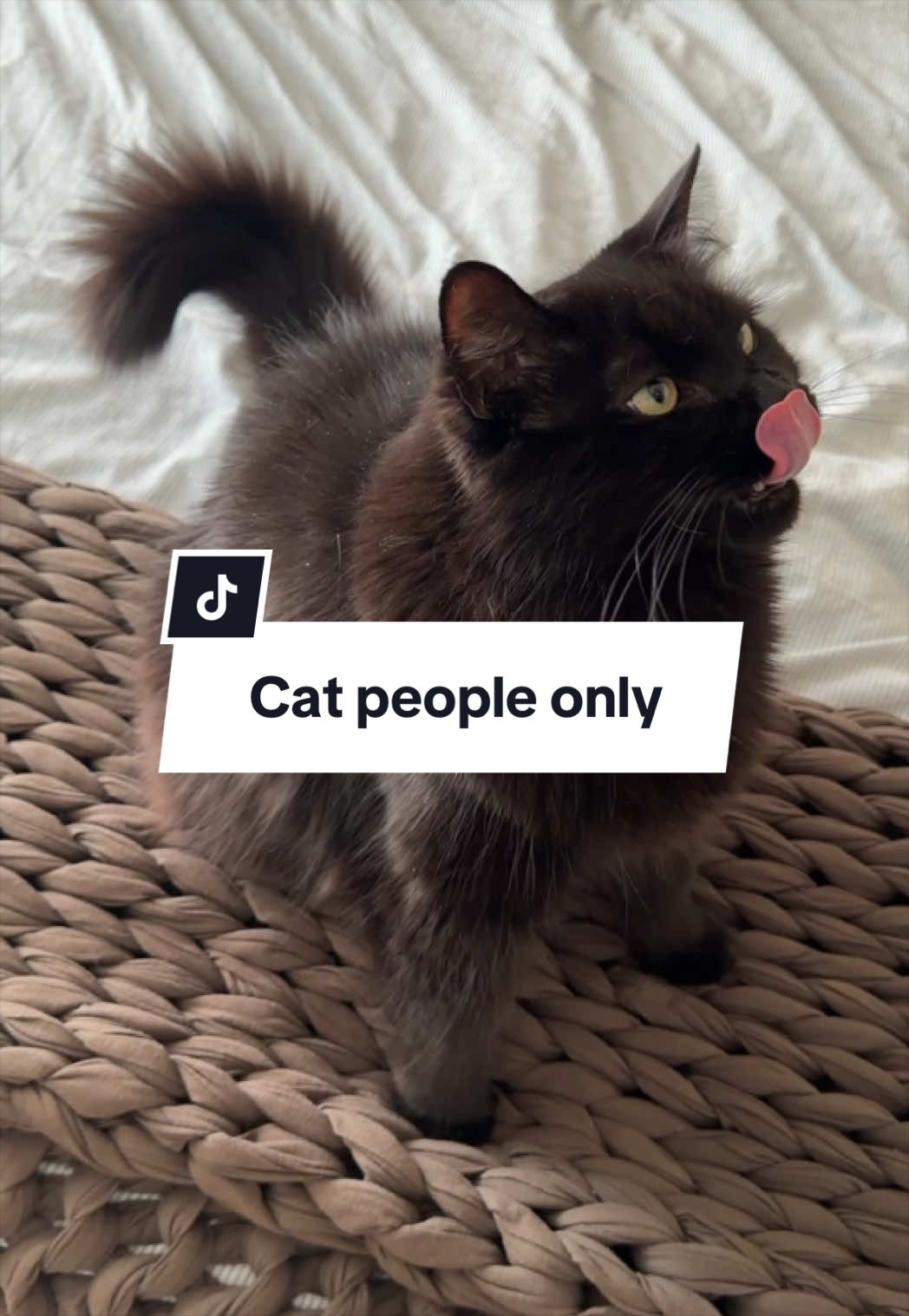 @Tuft & Paw