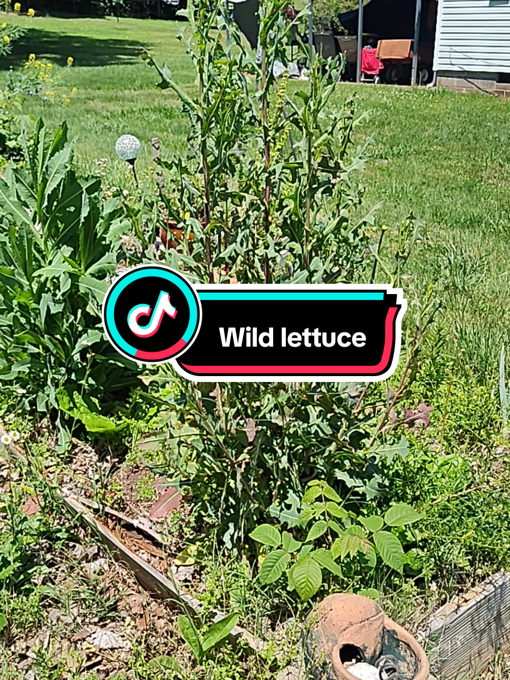 @thegardeningnurse7