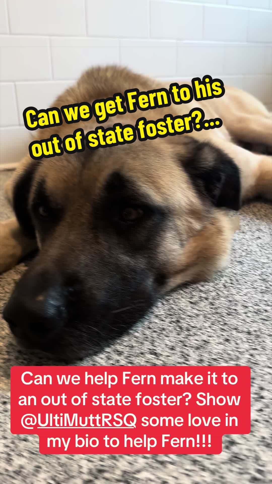@Rescue Dog Army