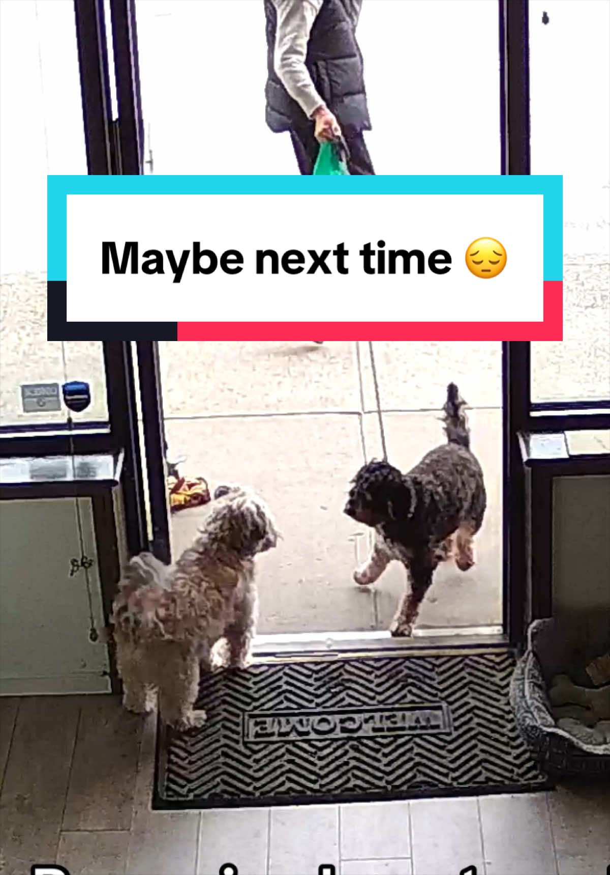 @Brownie #1 Store Dog Greeter
