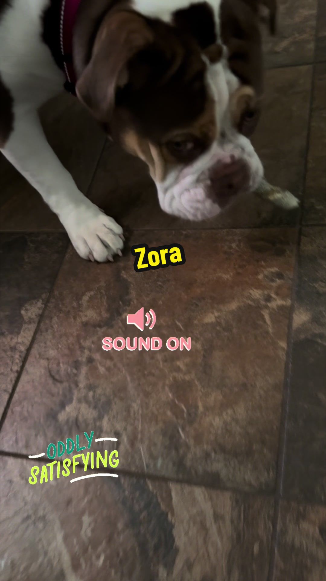@Zora the bulldog
