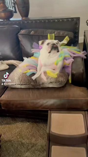 @BullShitzu