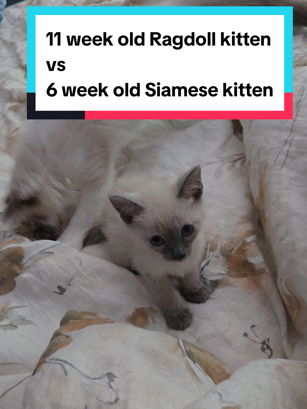 @Brittany's Beauties Kittens