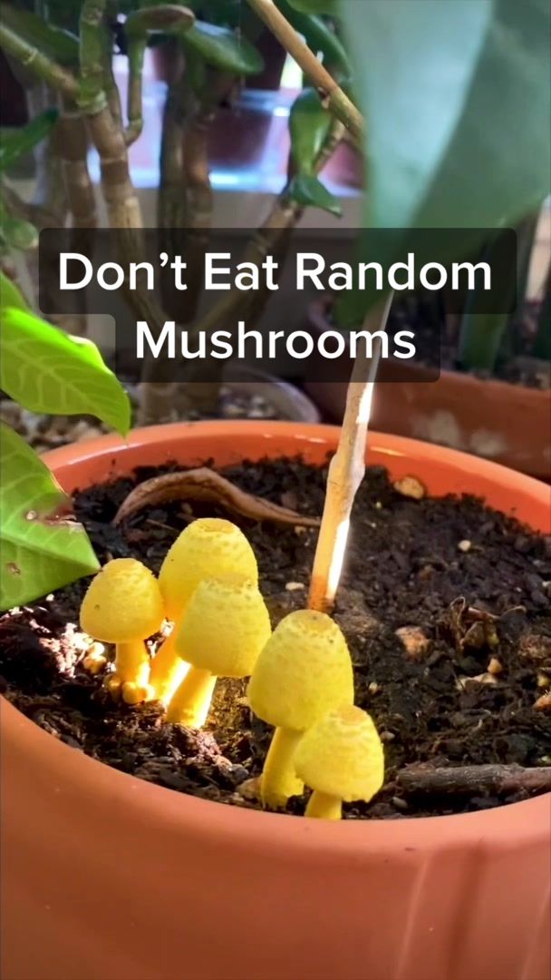 @Plant Daddy Podcast