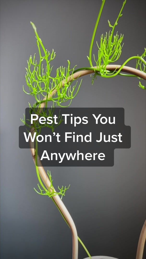 @Plant Daddy Podcast