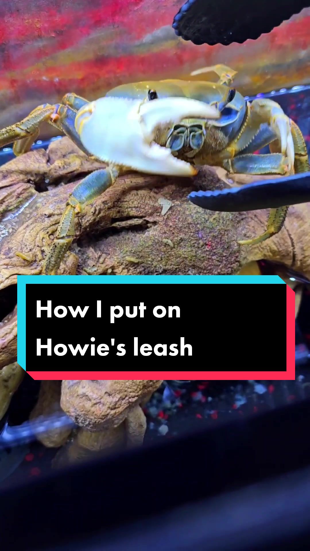 @Howie The Crab