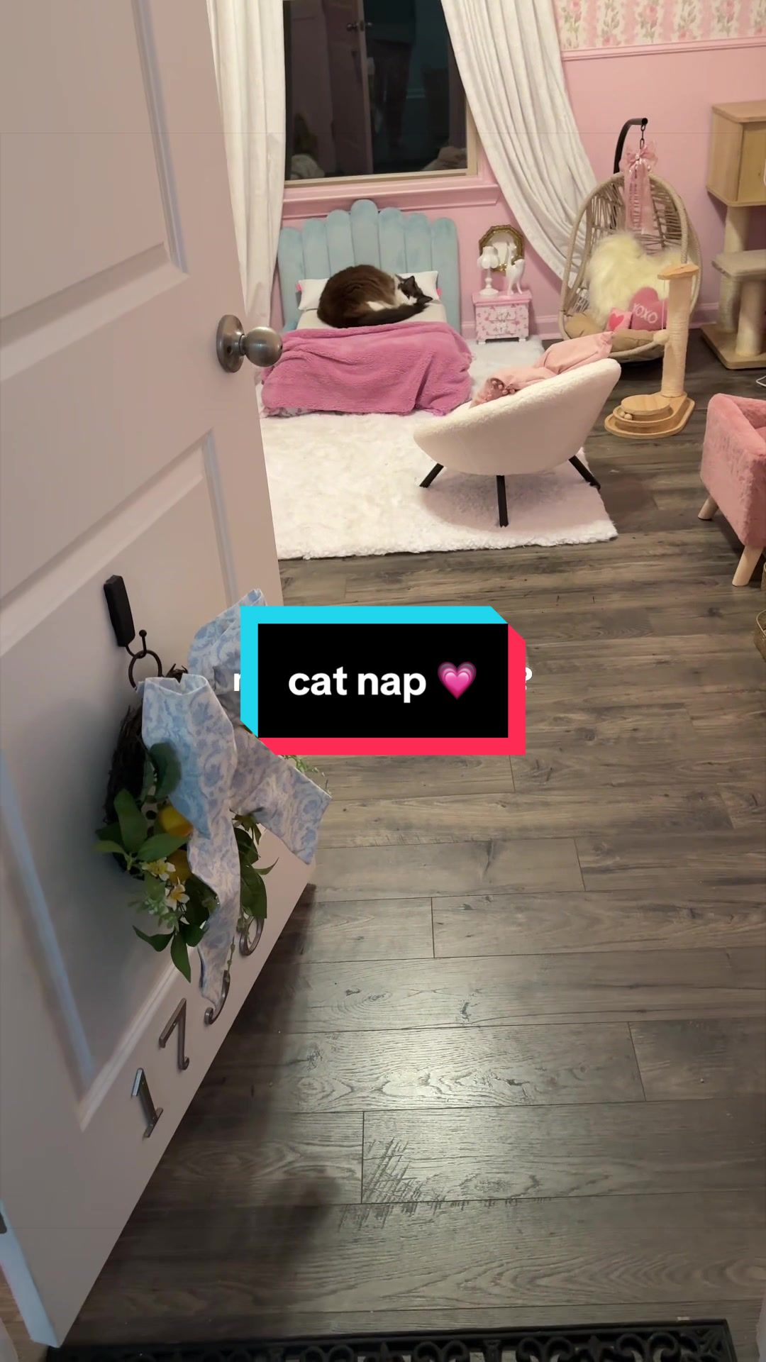 @Meredith Ragdoll Cat
