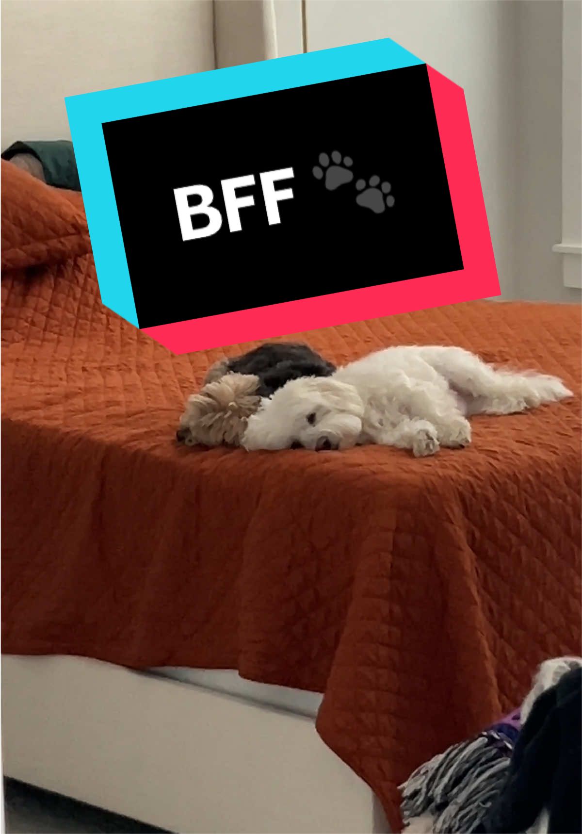 @Acey & Krypto