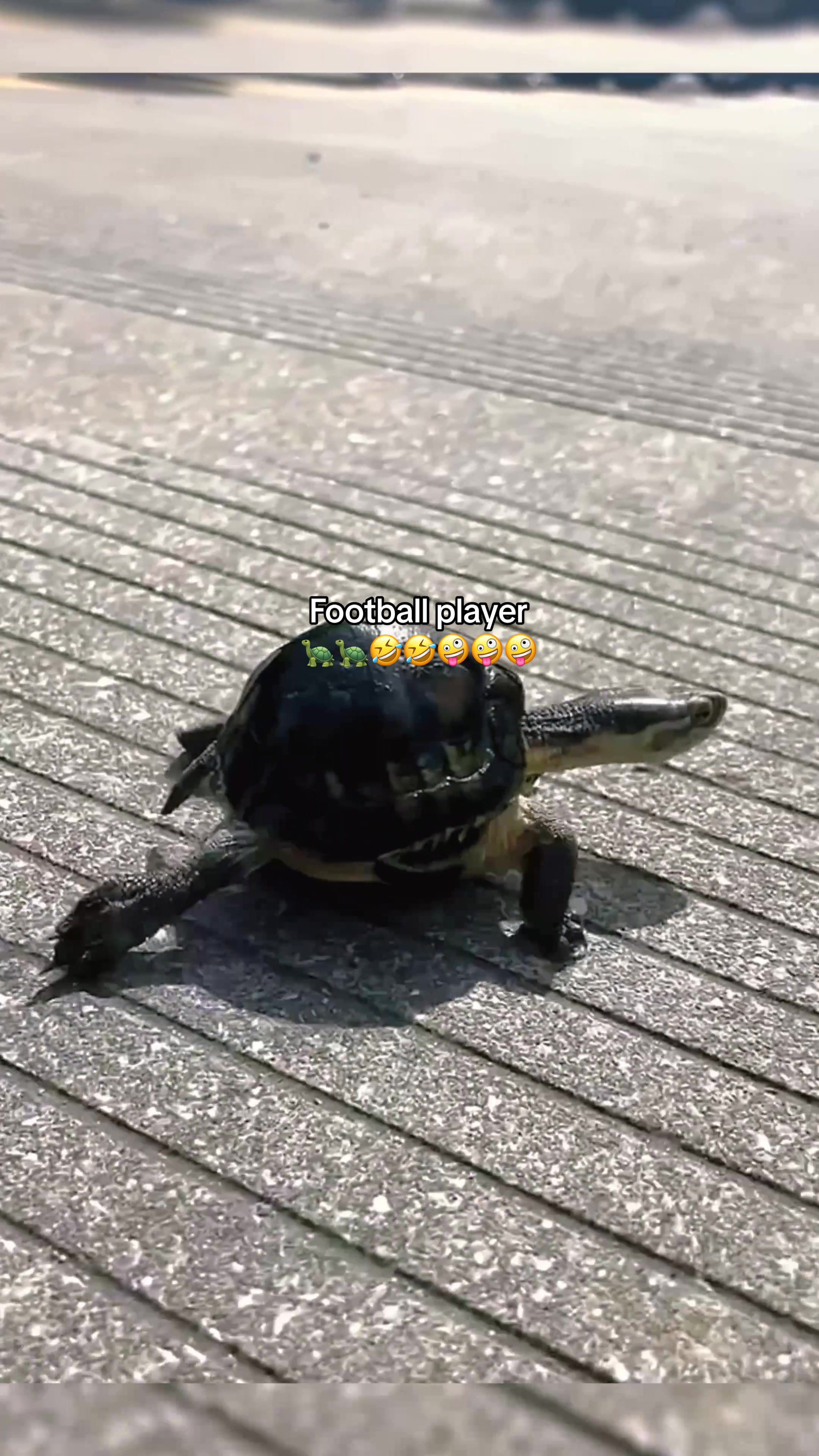 @Mr. Turtle
