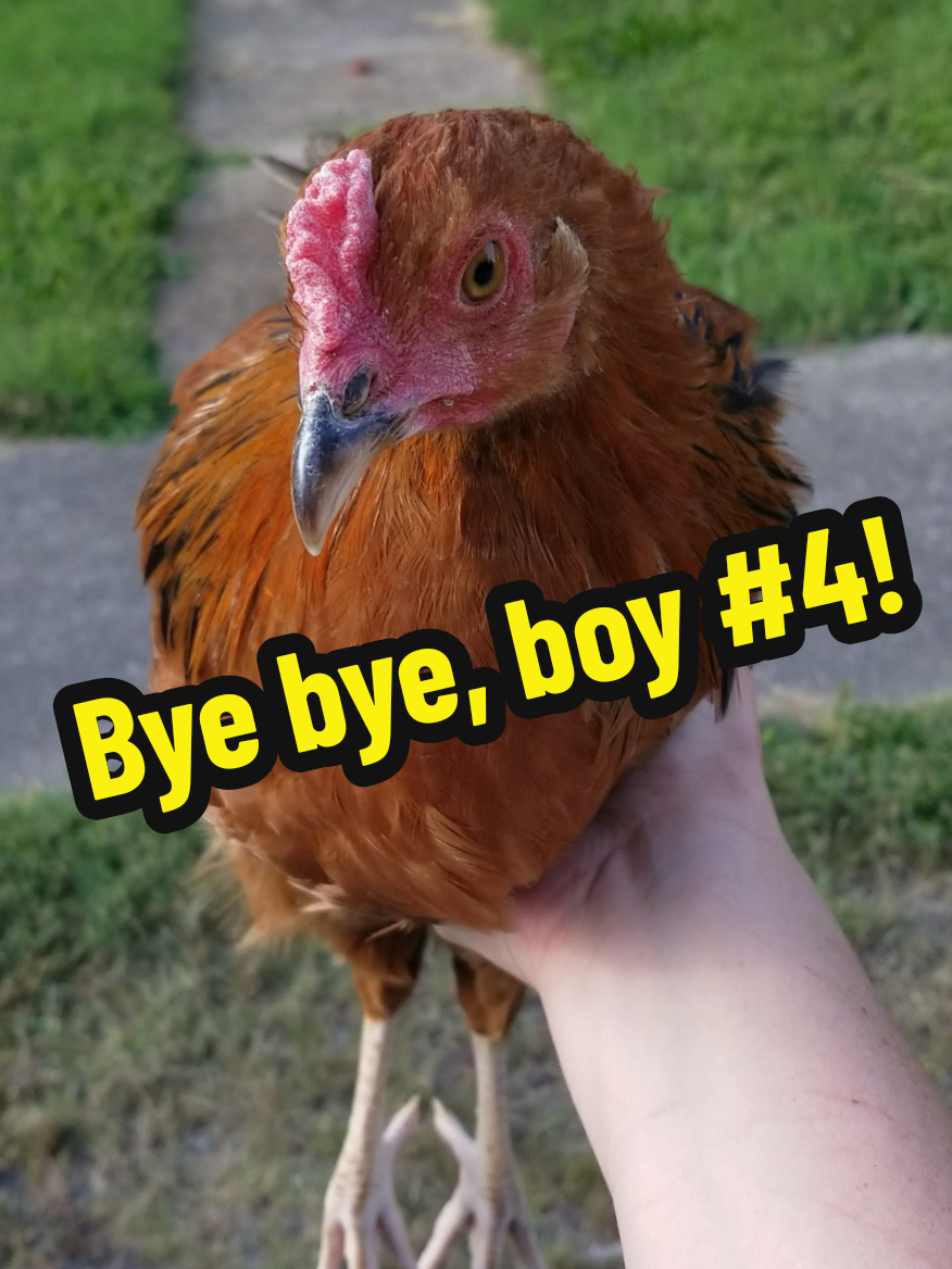 @CityChickenFarm