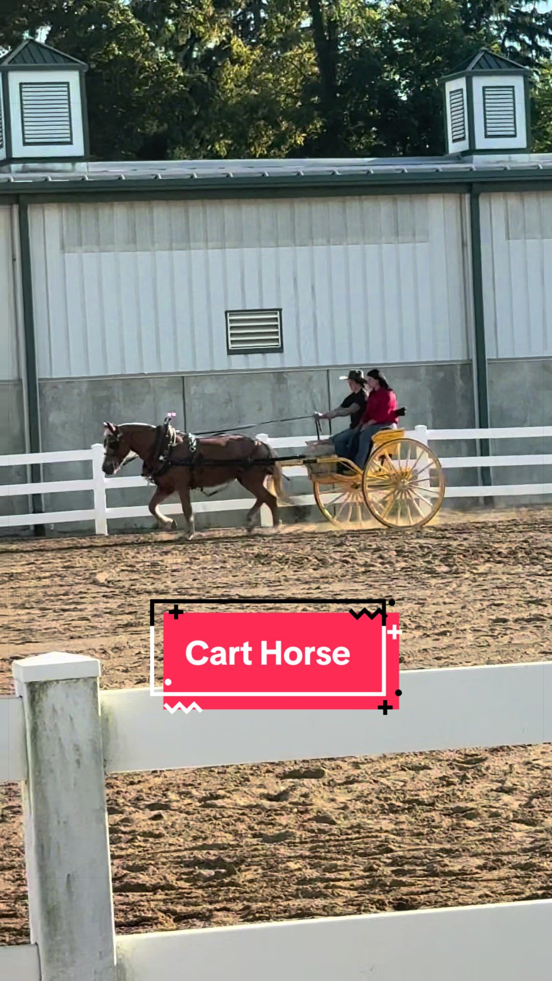 @yourhorseandponyleader