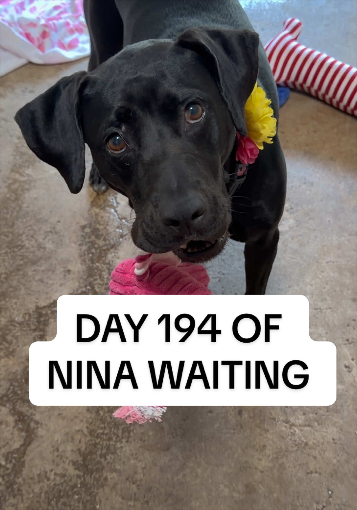 @Cassondra | Maui Shelter Dogs