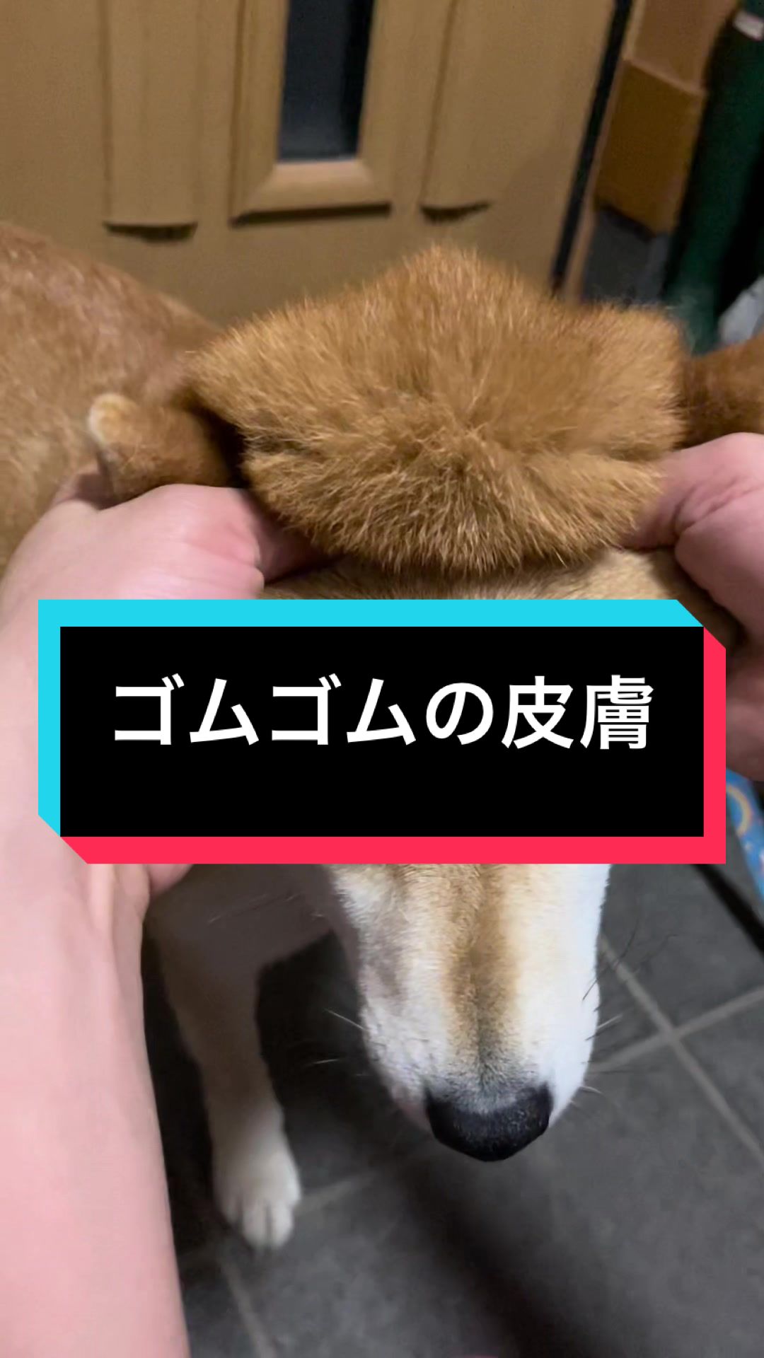 @🧿Mamidogs🧿