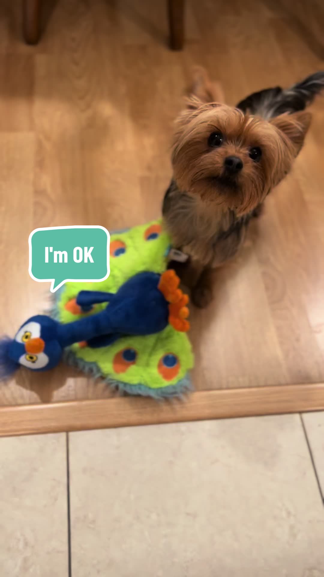 @YorkieKissKiss