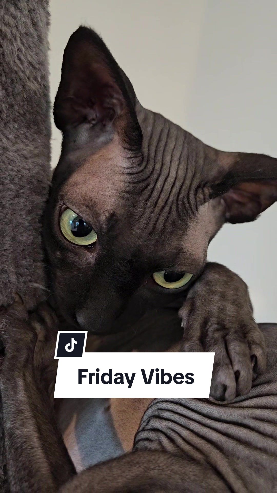 @kyoto.jack.sphynx