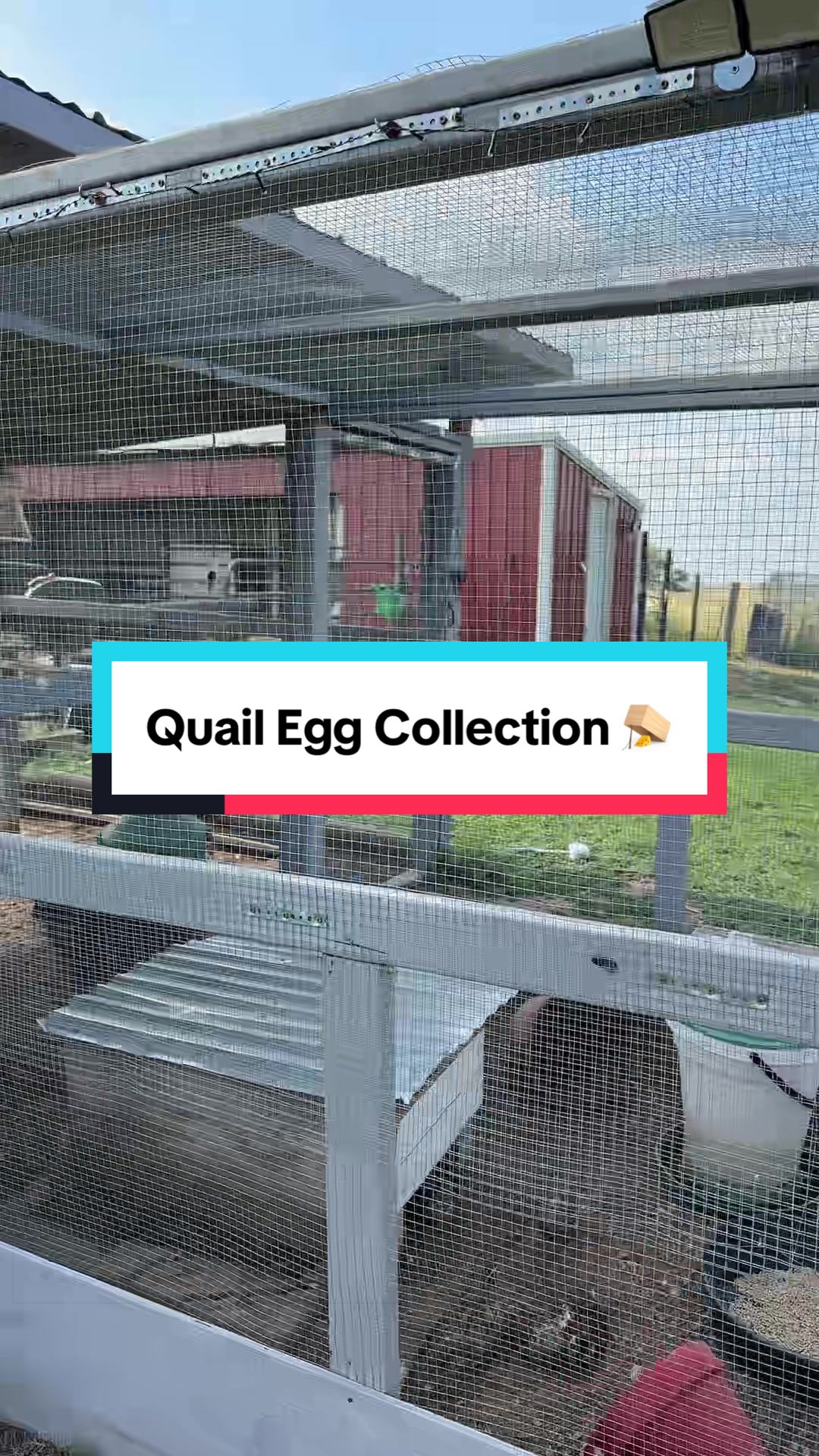 @ChickenSchmidtFarms