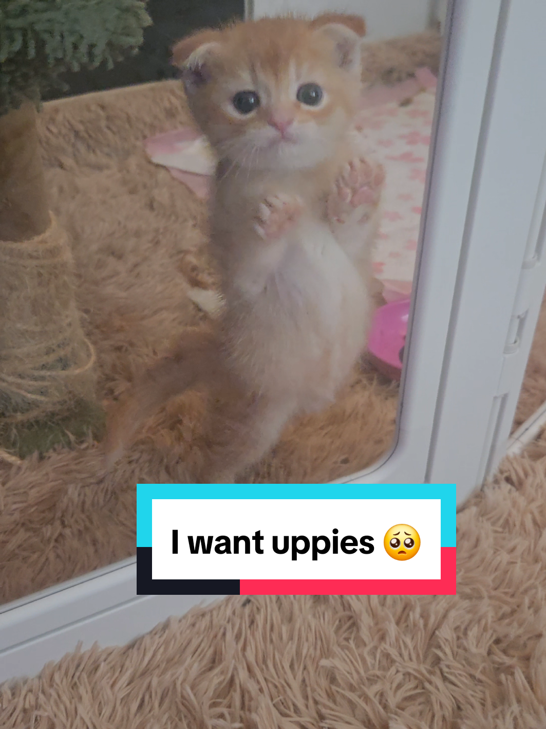 @Brittany's Beauties Kittens