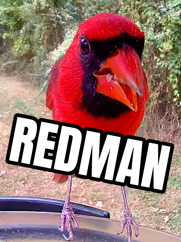 @Dobie/ Chicken Mom, & Bird ❤️r