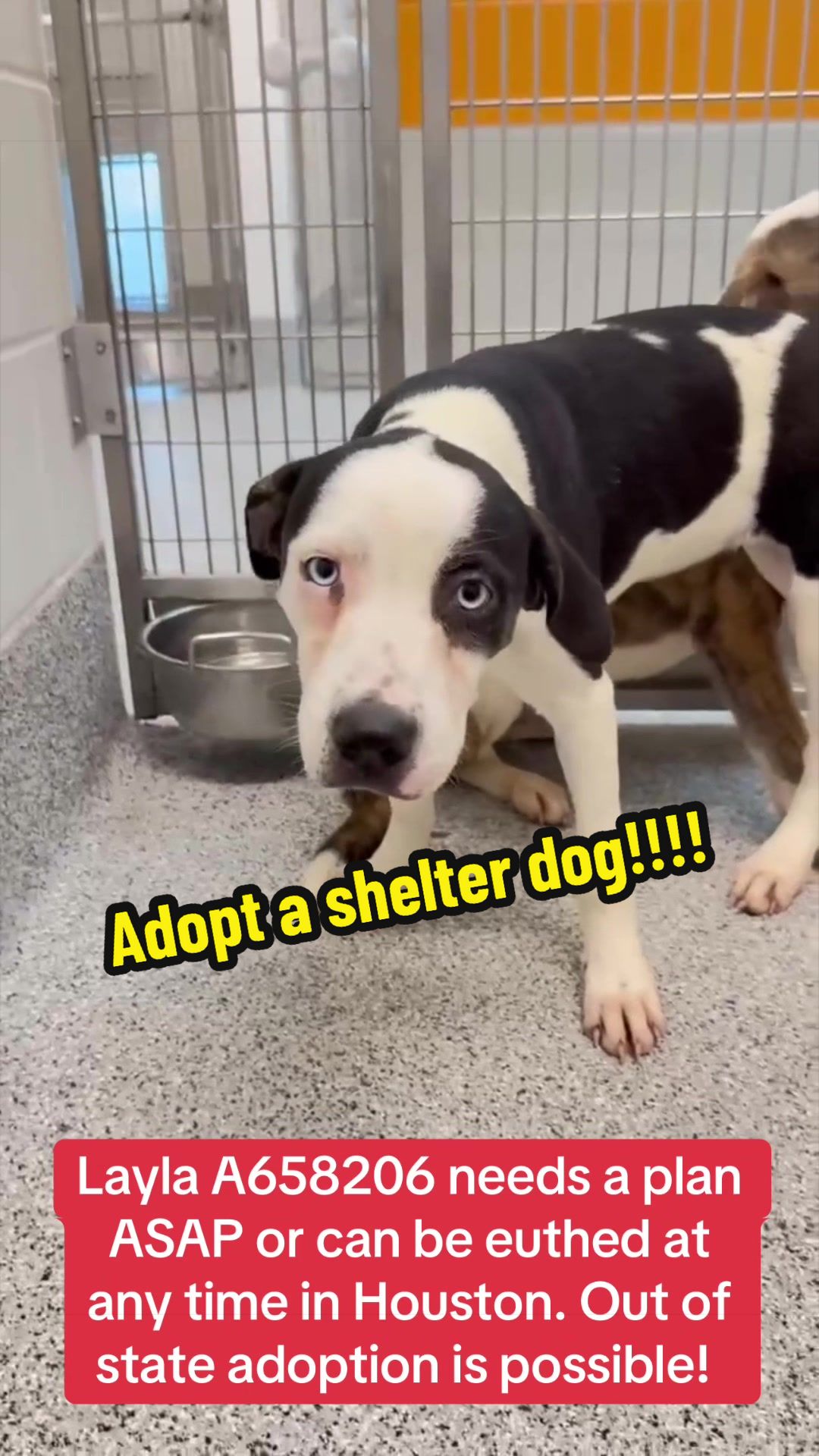 @Rescue Dog Army