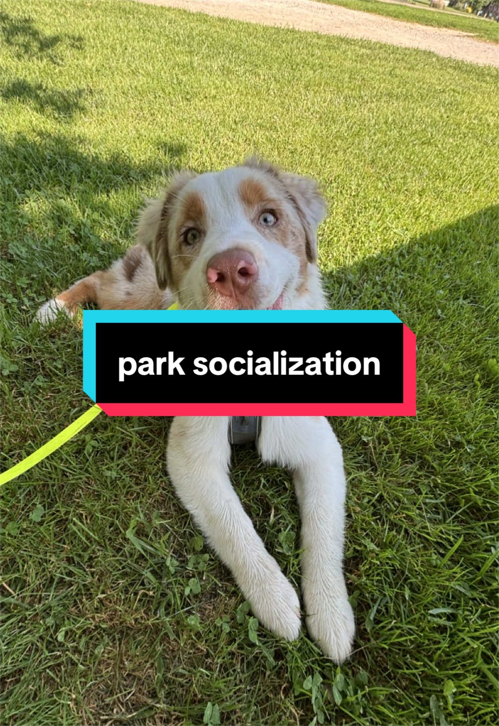 @Beck | Kentucky Dog Trainer