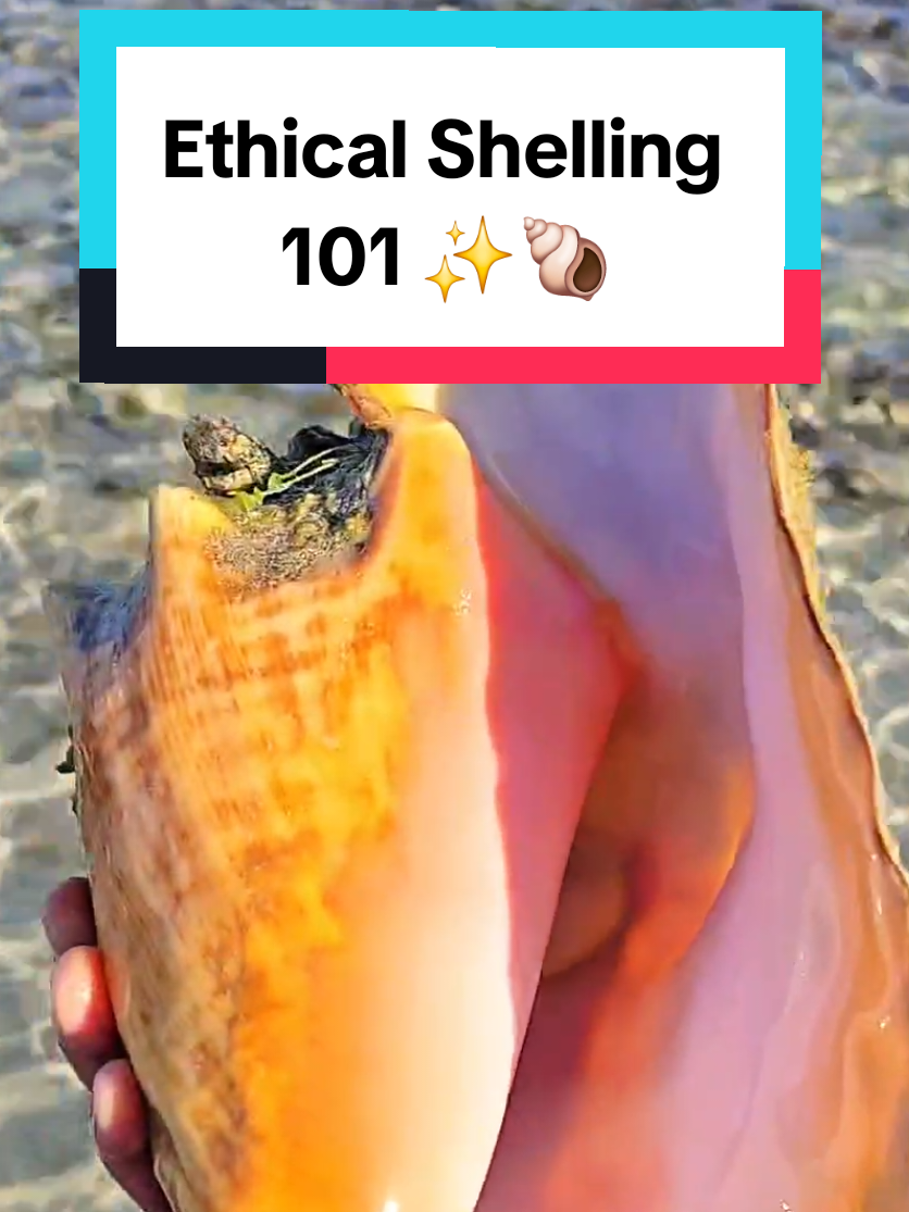 @The Seashell Mermaid ๐