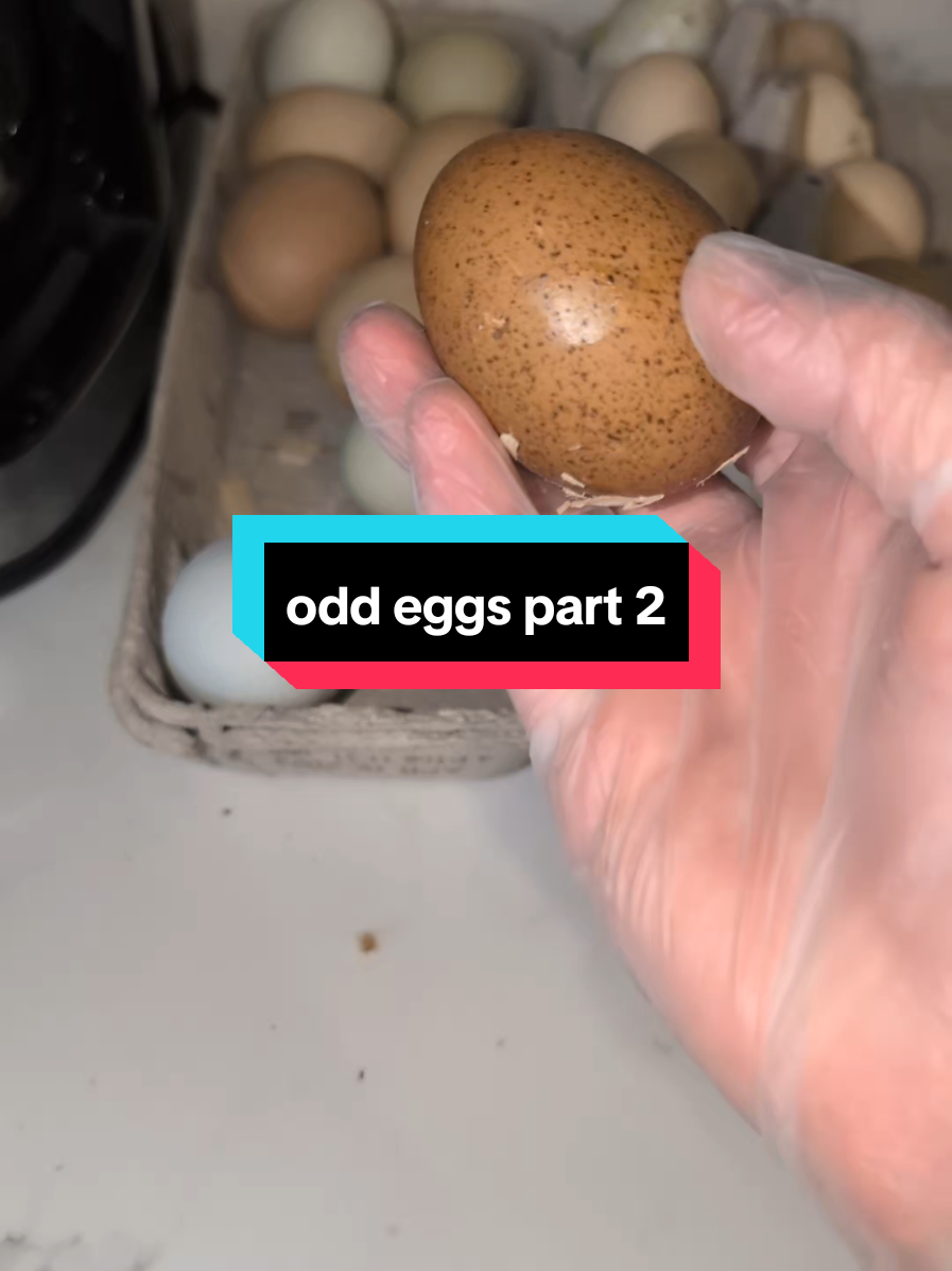 @Chickens & Bullies