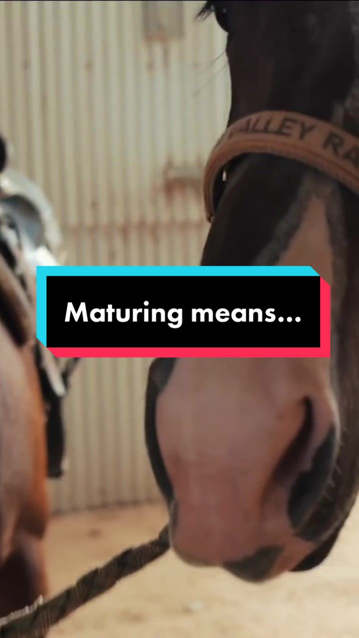 @Fit Equine