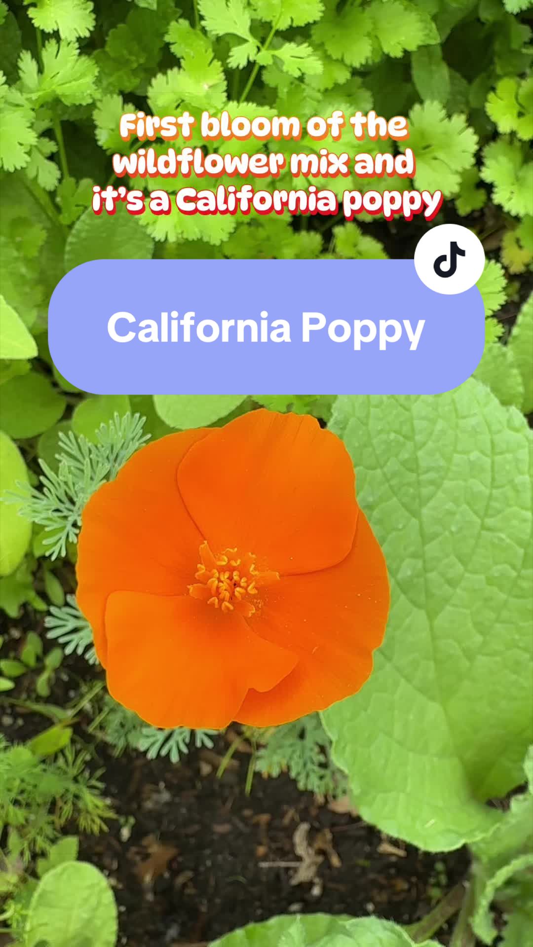 @homewithlogan