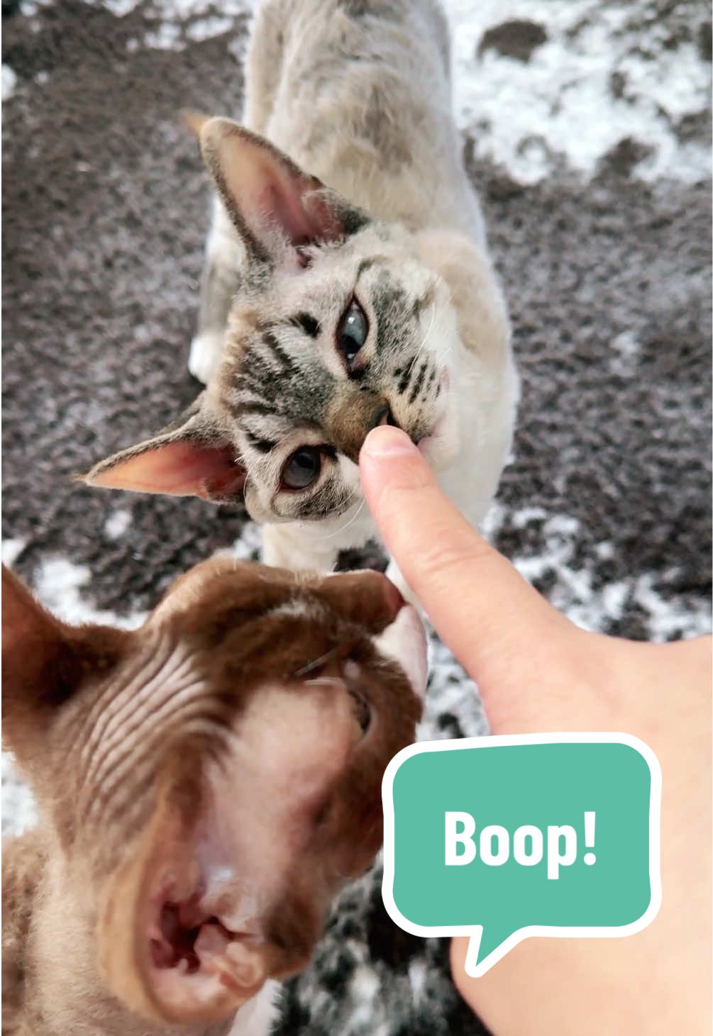 @Boba&rsquo;s Buds Minskin Cats