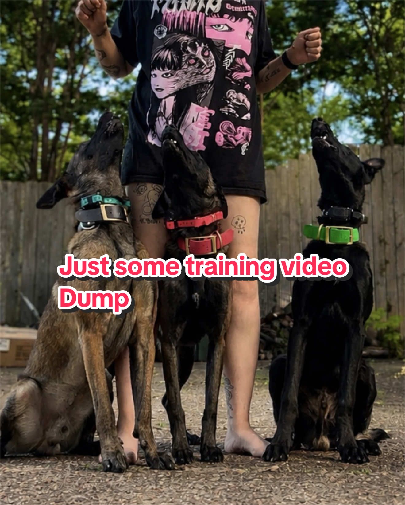 @CRZK9 Dog Training