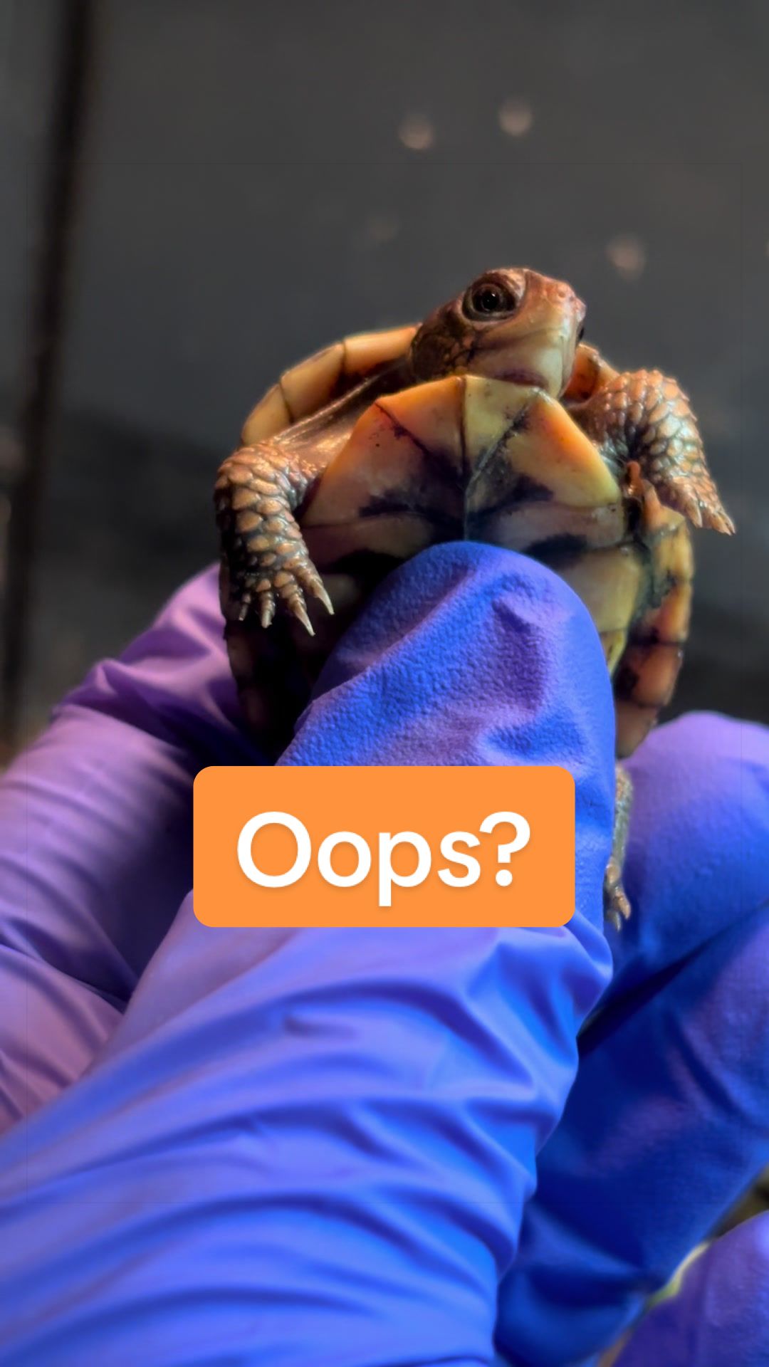 @BeWild Reptile Rescue