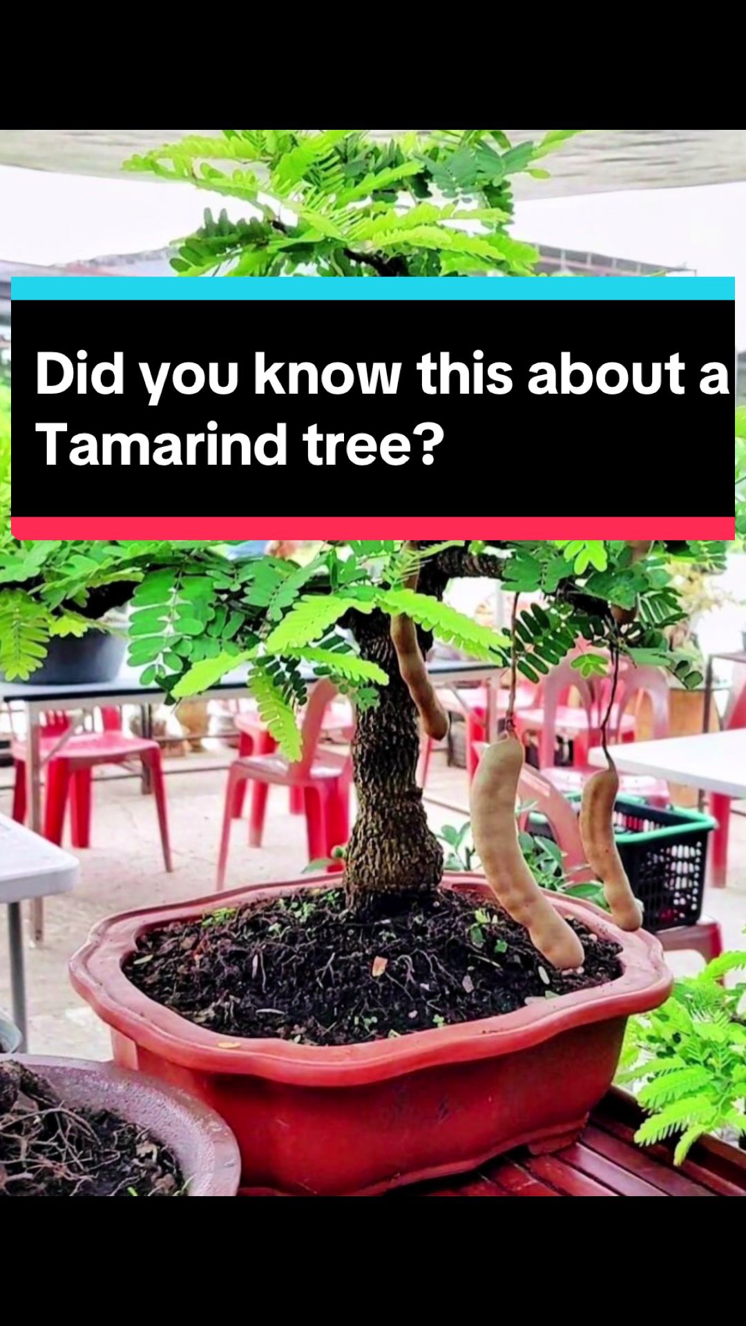 @BONZÁIMBI™️⛩️