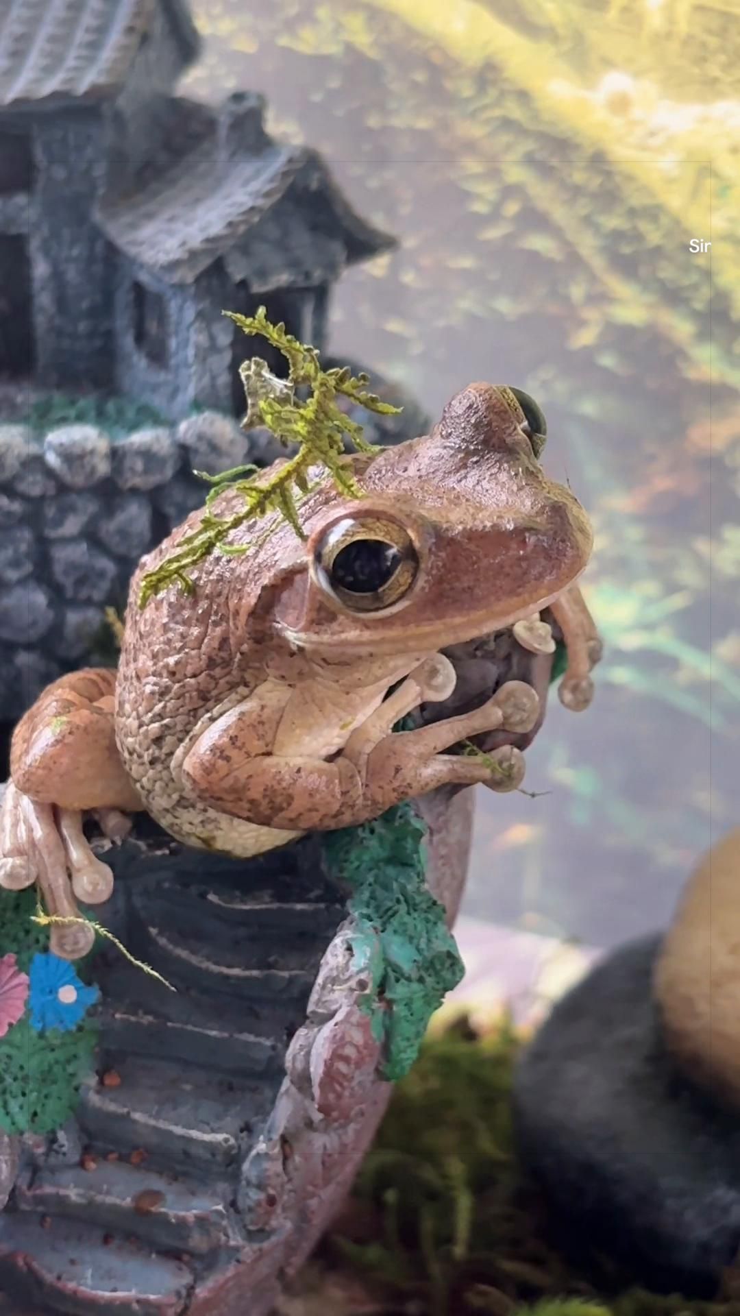 @originalSinkfrog