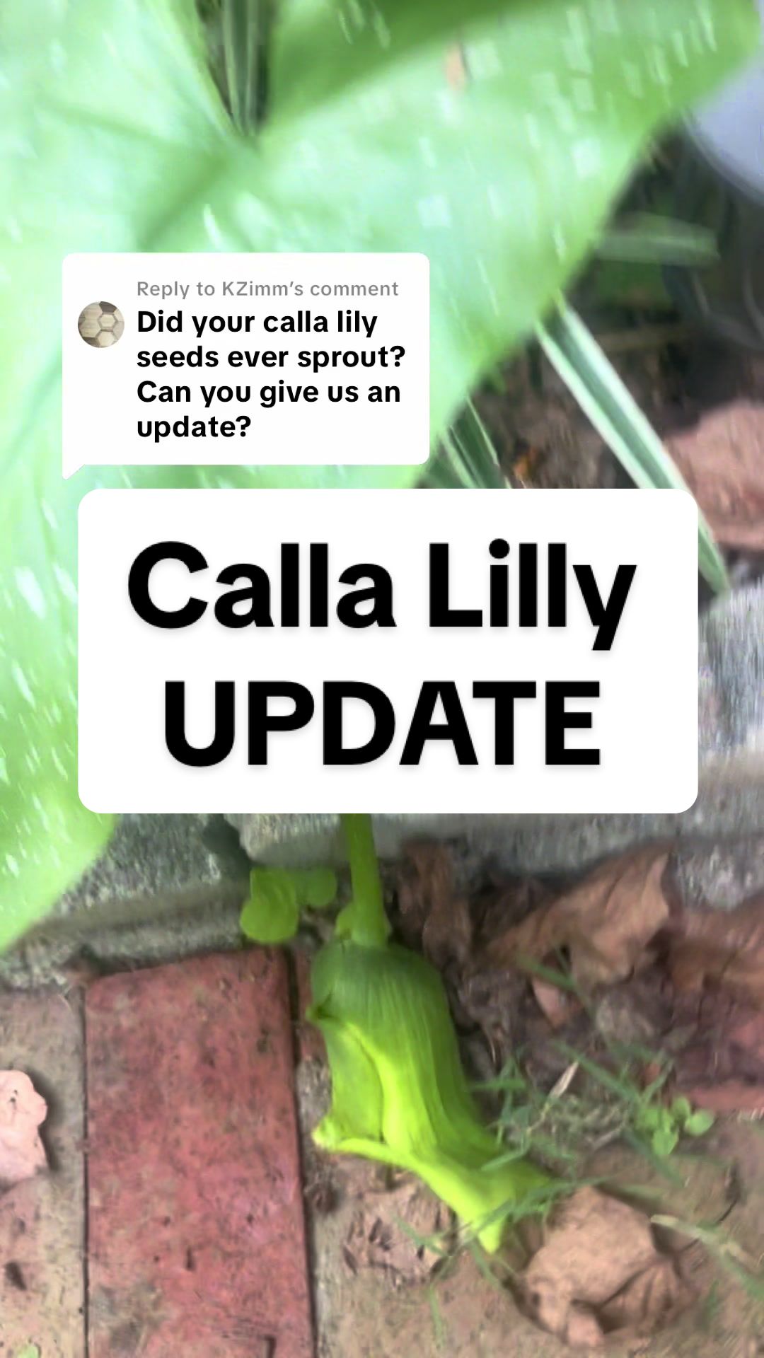 @greengirlgardens