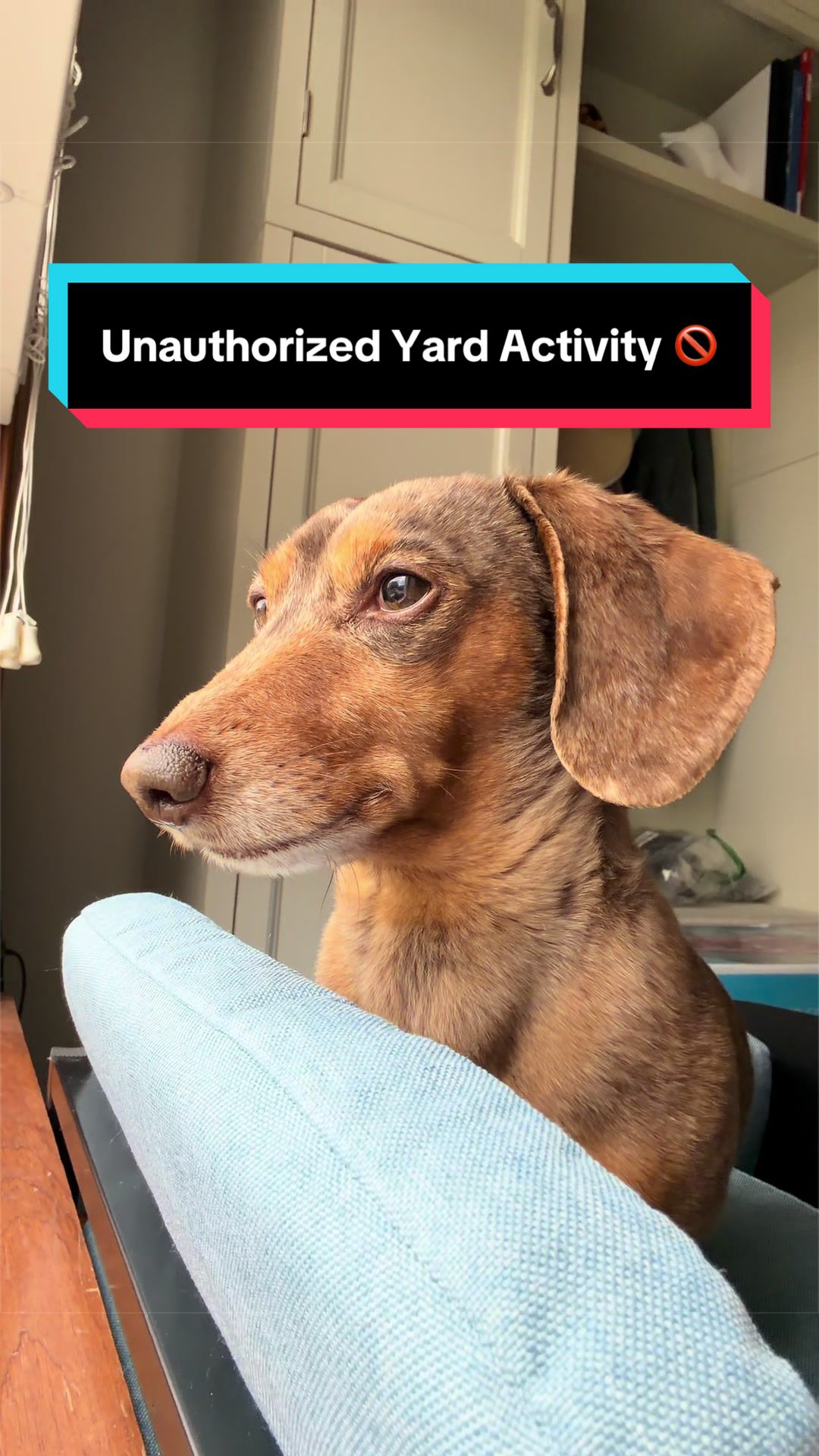 @NormanTheWienerDog