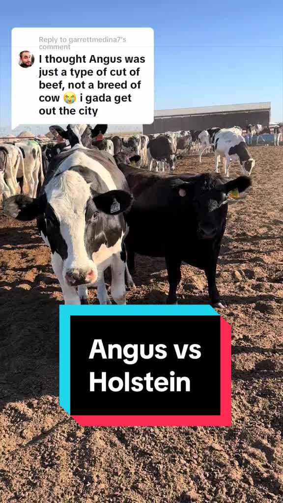 @Dairy Vet Dr. Michelle