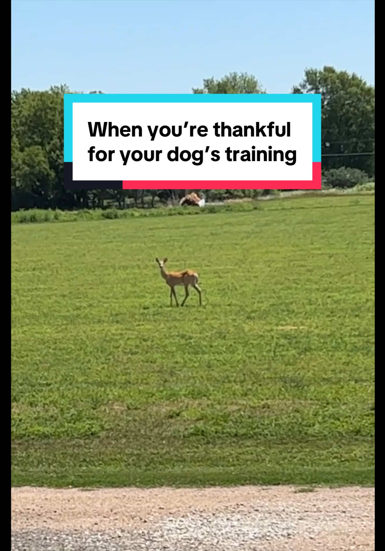 @K9 Dina
