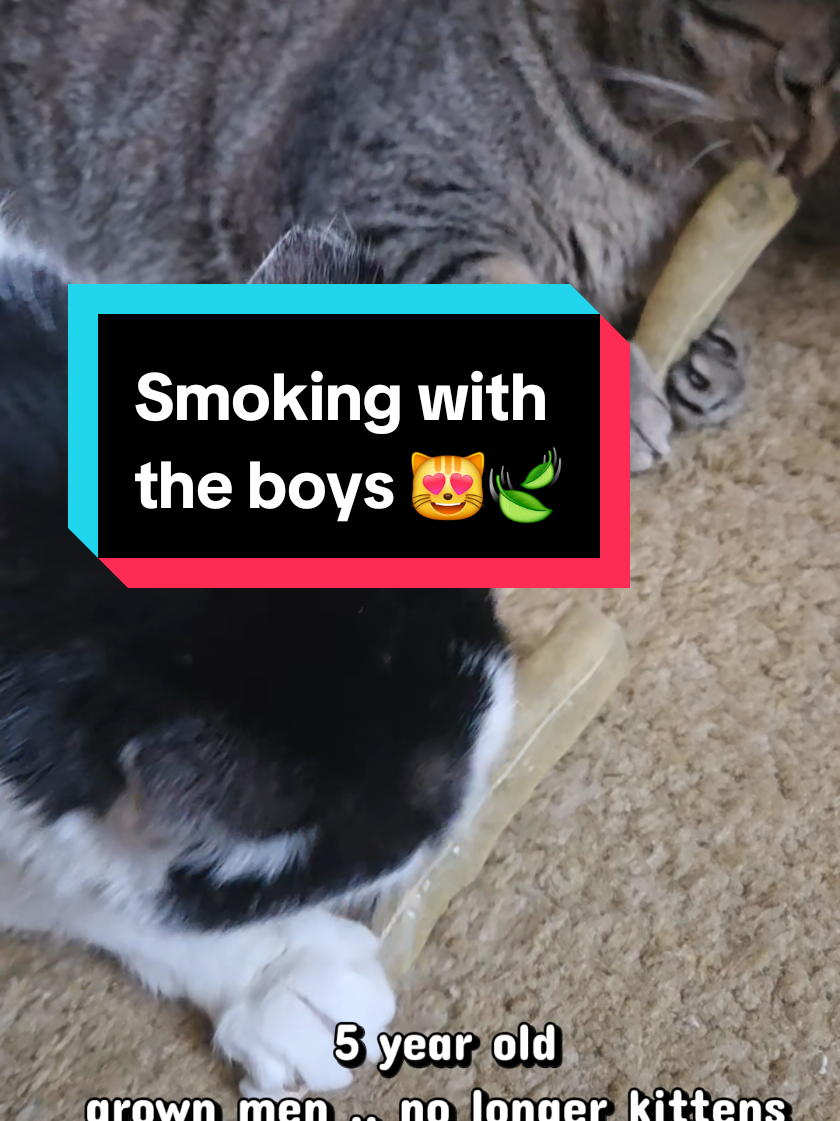 @tiny_tnr_tigers