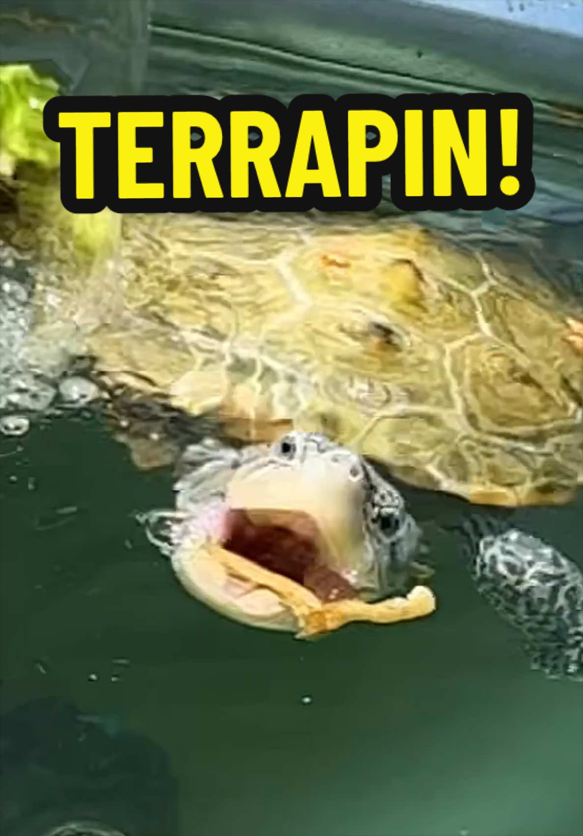 @Tommys_reptiles
