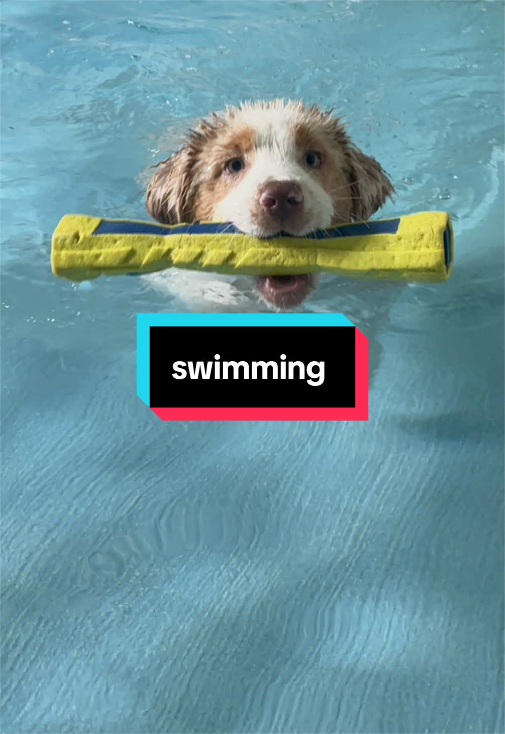 @Beck | Kentucky Dog Trainer