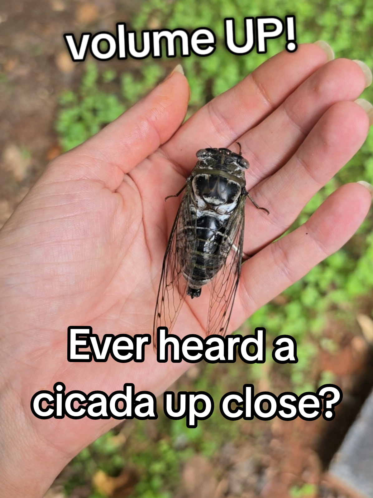 @ivywisteriawild🐝🌿