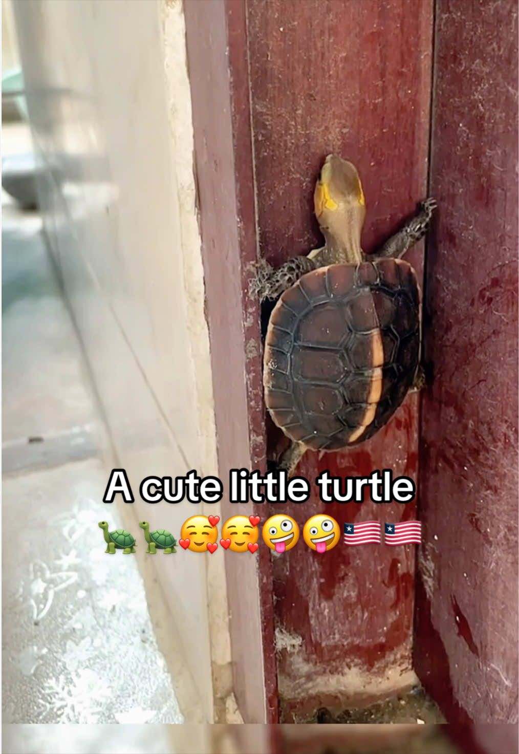 @Mr. Turtle